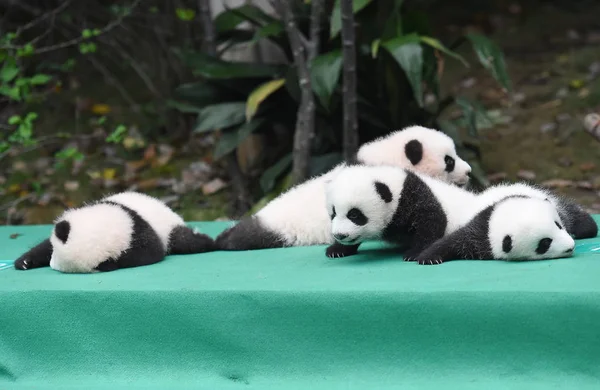 Die 2017 Geborenen Babys Des Großen Pandas Werden Während Einer — Stockfoto