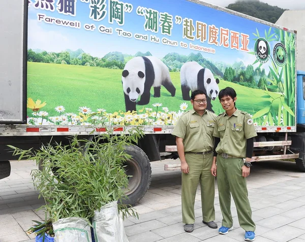 Trabajadores Indonesios Posan Con Bambú Antes Que Los Dos Pandas — Foto de Stock