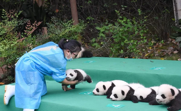 Egy Kínai Panda Állattartó Tart Egy Óriás Panda Kölyök Született — Stock Fotó