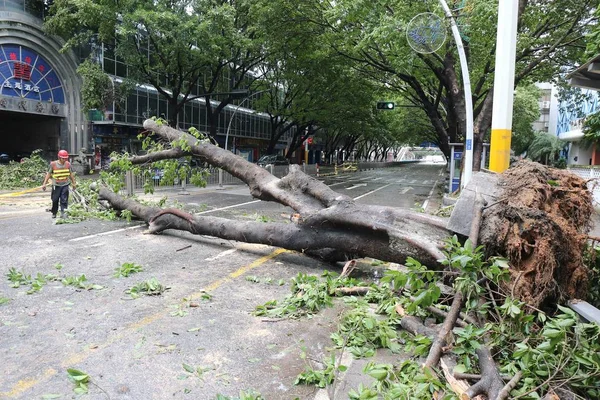 Рабочий Проходит Мимо Дерева Истощенного Сильным Ветром Вызванным Тайфуном Пахар — стоковое фото
