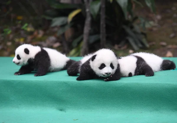 Giant Panda Ungar Födda 2017 Displayen Ett Offentligt Evenemang Chengdu — Stockfoto