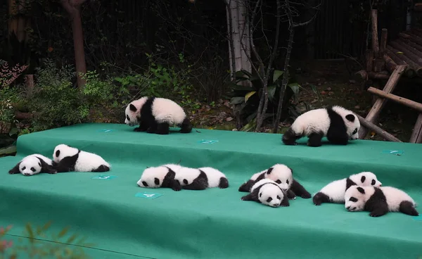Гигантские Панды Родившиеся 2017 Году Выставлены Всеобщее Обозрение Время Публичного — стоковое фото