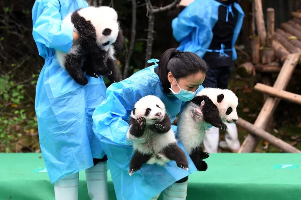 Los Cuidadores Panda Chinos Tienen Cachorros Panda Gigantes Nacidos 2017 — Foto de Stock