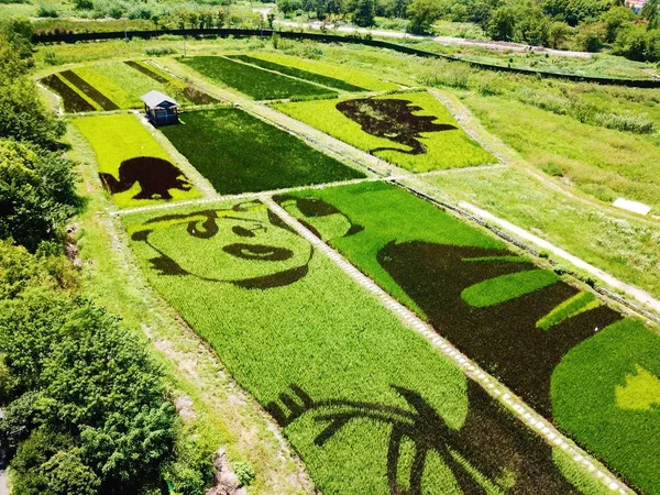 Vista Aérea Pinturas Campo Arroz Desenhos Animados Animais Campo Arroz — Fotografia de Stock