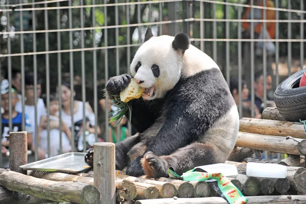 Panda Gigante Wei Wei Come Sua Forragem Forma Bolo Aniversário — Fotografia de Stock