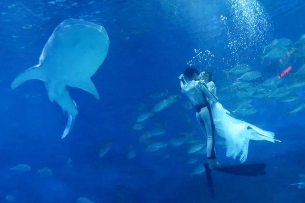 Taucher Treten Umgeben Von Meerestieren Während Einer Unterwasser Hochzeitsshow Vorfeld — Stockfoto