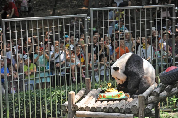 Panda Gigante Wei Wei Come Forraje Forma Pastel Cumpleaños Durante — Foto de Stock