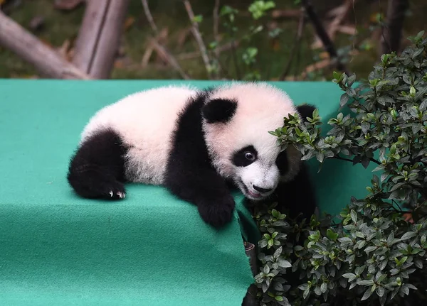2017 Yılında Tarihi Bir Dev Panda Yavrusu Chengdu Araştırma Bankası — Stok fotoğraf