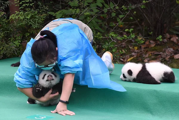 Guarda Panda Chinês Mantém Filhote Panda Gigante Nascido 2017 Durante — Fotografia de Stock