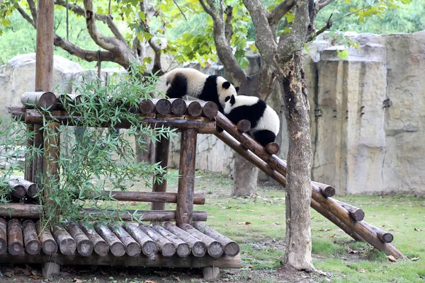 Doğu Çin Ilk Güvercin Çifti Panda Yavrularının Yue Yue Ban — Stok fotoğraf