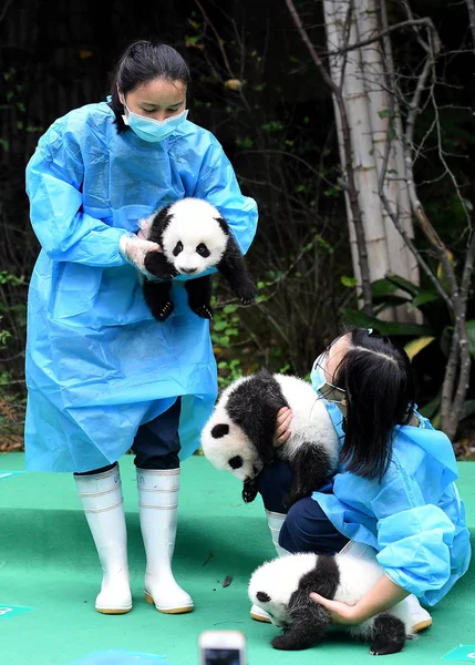 Los Cuidadores Panda Chinos Tienen Cachorros Panda Gigantes Nacidos 2017 — Foto de Stock