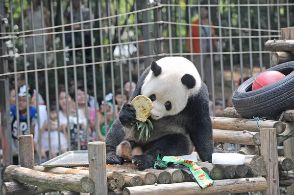 Panda Gigante Wei Wei Come Sua Forragem Forma Bolo Aniversário — Fotografia de Stock