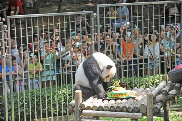 Panda Gigante Wei Wei Come Sua Forragem Forma Bolo Aniversário — Fotografia de Stock