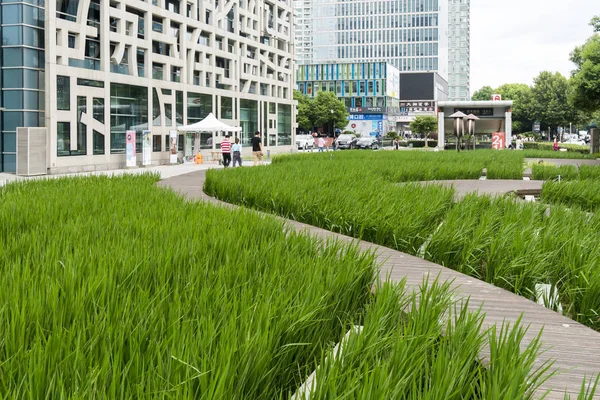 Vista Campo Arroz Paddy Virando Verde Uma Praça Himalaia Center — Fotografia de Stock