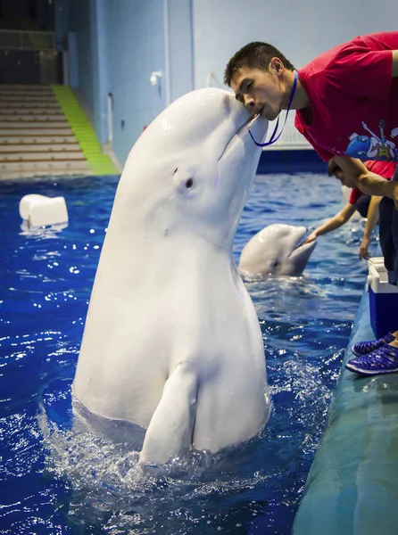 Ein Beluga Wal Interagiert Mit Seinem Trainer Während Die Aufführung — Stockfoto