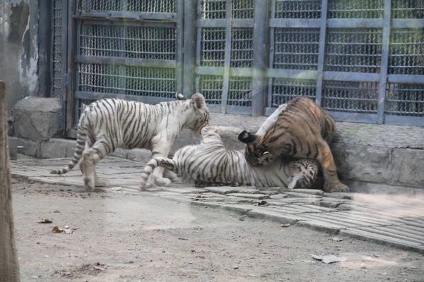 Trigêmeos Tigre Jogar Durante Sua Estréia Pública Zoológico Jinan Cidade — Fotografia de Stock