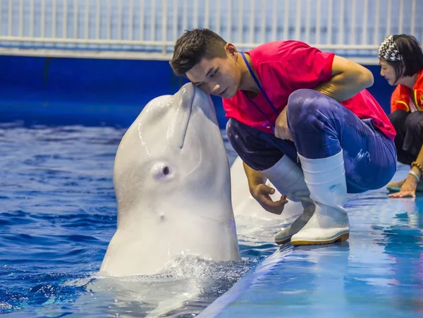 Ein Beluga Wal Interagiert Mit Seinem Trainer Während Die Aufführung — Stockfoto