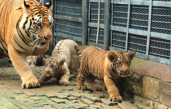 Trojaczki Tygrysa Zdjęciu Letnią Bengalską Matką Tygrysa Cong Cong Zoo — Zdjęcie stockowe