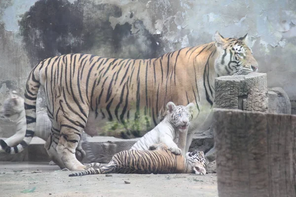 Los Trillizos Tigre Juegan Con Madre Cong Cong Durante Debut — Foto de Stock