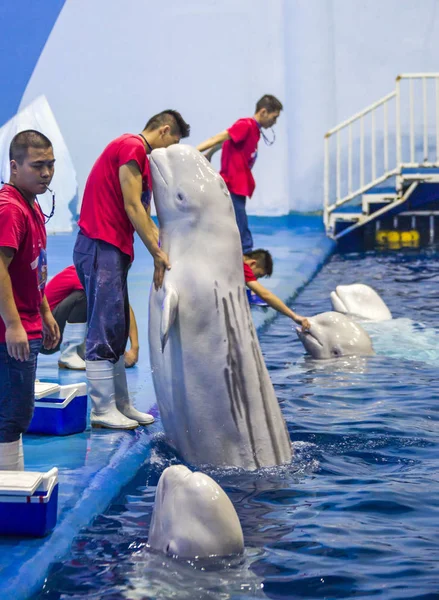 Beluga Wale Interagieren Mit Ihren Trainern Während Sie Die Aufführung — Stockfoto