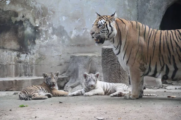 Trojaczki Tygrys Grać Matką Cong Cong Podczas Publiczny Debiut Zoo — Zdjęcie stockowe