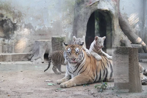 Tiger Triplets Play Mother Cong Cong Public Debut Jinan Zoo — Stock Photo, Image