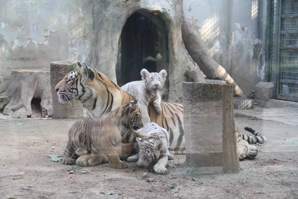 2017年9月6日 老虎三胞胎在中国东部山东省济南市济南动物园公开亮相时 与母亲从聪玩耍 — 图库照片