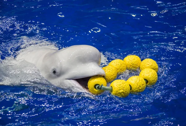 Ein Beluga Wal Übt Die Aufführung Der Luo Yuanwa Sea — Stockfoto