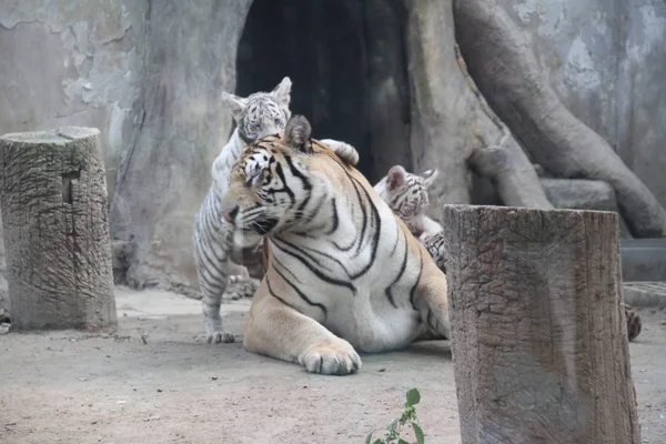 Trojčata Tygr Hrát Svou Matkou Cong Cong Během Jejich Veřejných — Stock fotografie