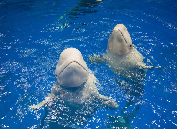 Beluga Wale Üben Den Auftritt Der Luo Yuanwa Sea World — Stockfoto