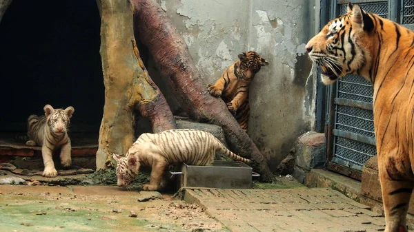 Trigémeos Tigre São Retratados Com Sua Mãe Tigre Anos Idade — Fotografia de Stock