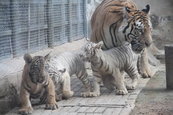 2017年9月6日 老虎三胞胎在中国东部山东省济南市济南动物园公开亮相时 与母亲从聪玩耍 — 图库照片