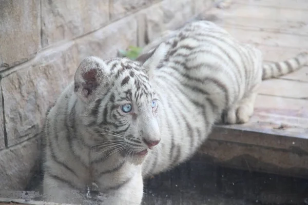 Одна Тройняшек Тигров Играет Время Публичного Дебюта Зоопарке Цзинань Городе — стоковое фото