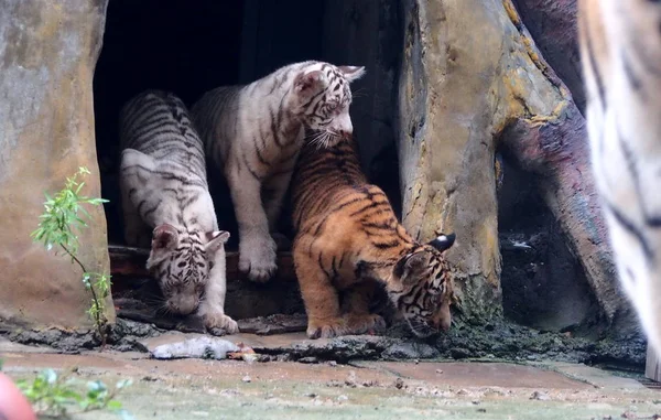 Los Trillizos Del Tigre Representan Zoológico Jinan Ciudad Nan Provincia —  Fotos de Stock