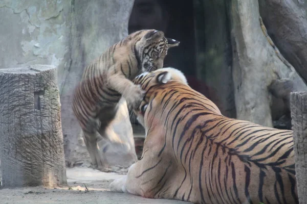 Trigêmeos Tigre Jogar Com Sua Mãe Cong Cong Durante Sua — Fotografia de Stock