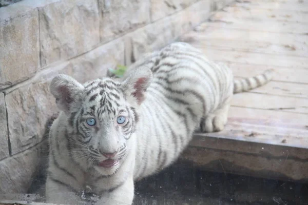 Uno Los Trillizos Tigres Juega Durante Debut Público Zoológico Jinan —  Fotos de Stock