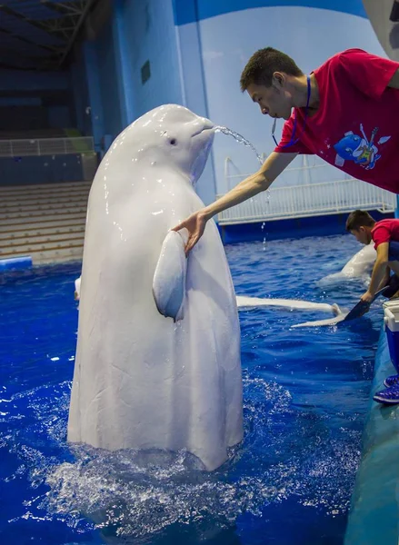 Ein Beluga Wal Interagiert Mit Seinem Trainer Während Die Aufführung — Stockfoto