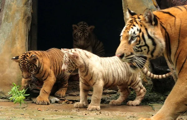 Τρίδυμα Tiger Απεικονίζονται Την 6Χρονη Μητέρα Τίγρη Της Βεγγάλης Κονγκ — Φωτογραφία Αρχείου
