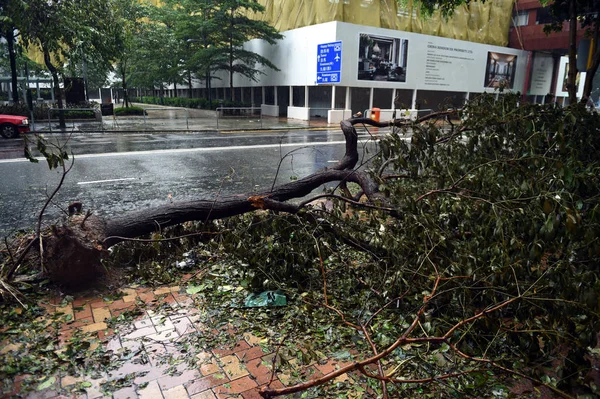 Árbol Arrancado Raíz Por Fuerte Viento Causado Por Tifón Pakhar — Foto de Stock