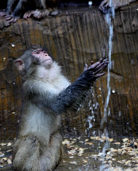 Macaco Selvagem Toma Banho Sob Tubo Água Para Refrescar Dia — Fotografia de Stock
