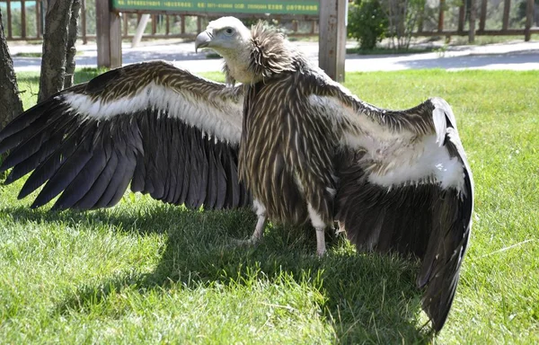 China Eerste Himalaya Gier Gefokt Gevangenschap Zien Het Qinghai Tibet — Stockfoto