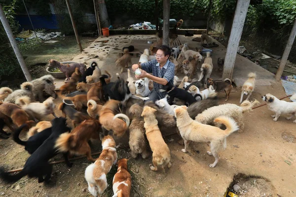 2017年9月14日 中国男子周玉松在中国中部河南省郑州市动物保护基地喂养流浪狗 — 图库照片