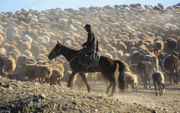 Fuyun 中国北西部の新疆ウイグル自治区の擦り傷の牧夫に夏の牧草地からの牛と羊の群れを持ったカザフの1月18日2017 — ストック写真