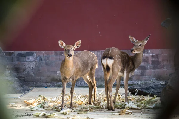 Sika Jelen Letoviska Chengde Mountain Muzeu Paláci Známý Také Jako — Stock fotografie