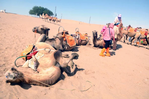 Camels Rest Crescent Spring Singing Sand Dunes Scenic Spot Dunhuang — Photo