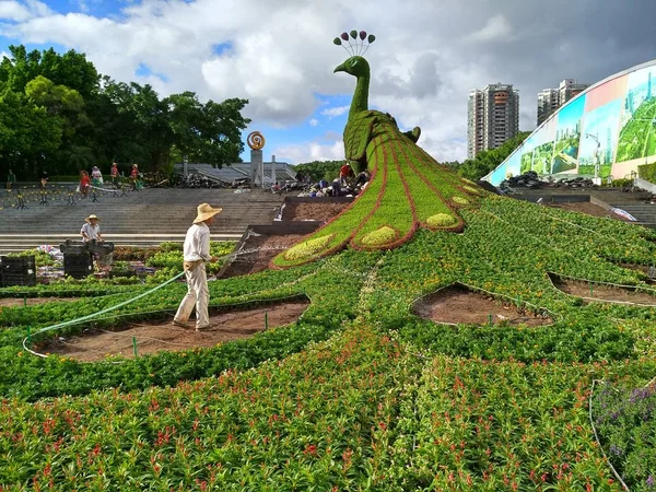 Parterre Gigante Com Tema Pavão Está Sendo Construído Shenzhen Província — Fotografia de Stock