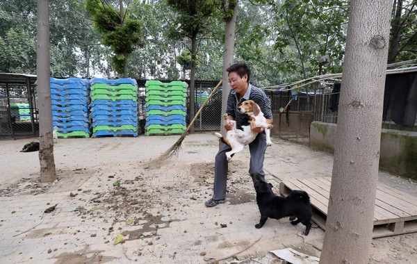 2017年9月14日 中国男子周玉松在中国中部河南省郑州市被他收养的流浪狗包围时 清理动物保护基地 — 图库照片