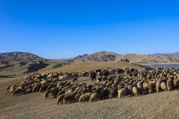 Een Kazachse Herder Grazen Een Kudde Vee Schapen Uit Zomer — Stockfoto