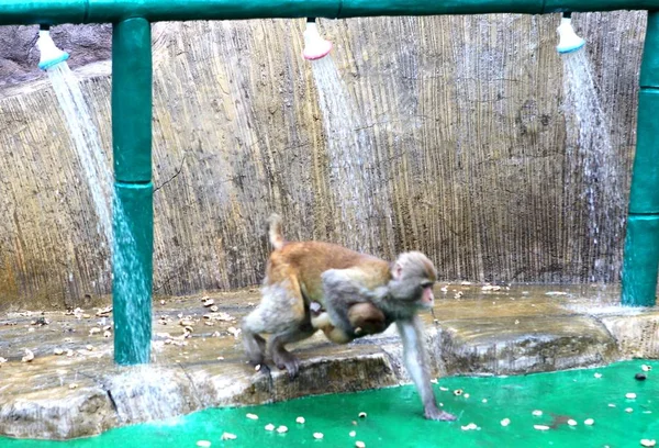 Macacos Selvagens Tomar Chuveiros Sob Tubos Água Para Refrescar Dia — Fotografia de Stock