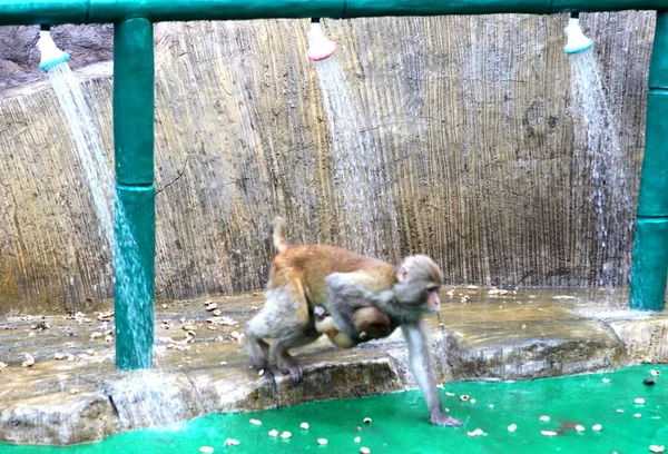 Wild Macaques Take Showers Water Pipes Cool Scorching Day Jiyuan — Stock Photo, Image